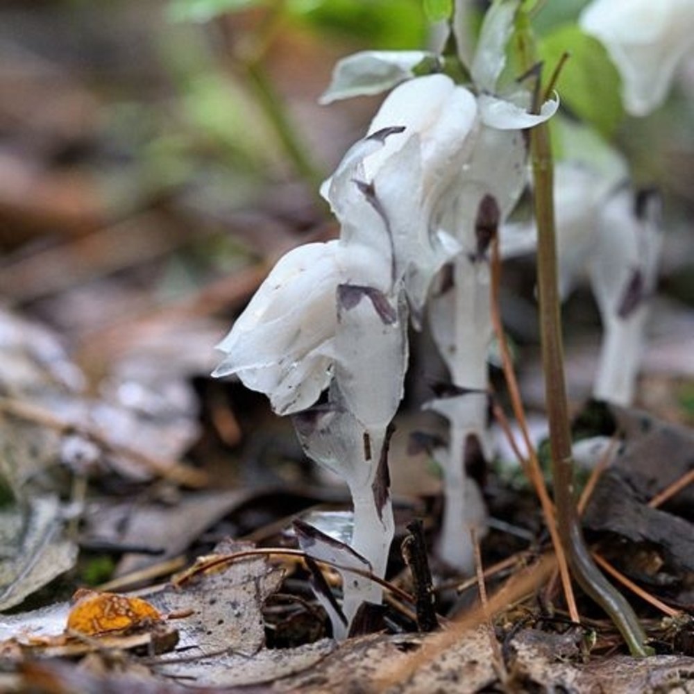 Meet your Posher, Micki